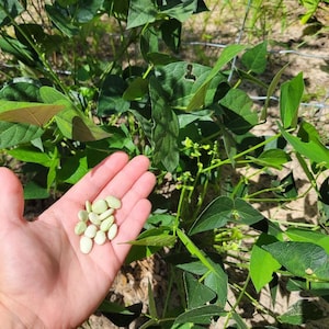 May include: A hand holding a handful of green lima beans. The beans are fresh and plump, and they are surrounded by green leaves.