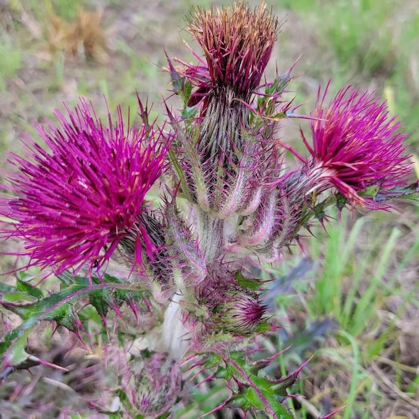 Purple & Yellow Thistle | 15-100+ Seeds | Cirsium Horridulum | Florida Native | Butterfly | Chill Hill Farms