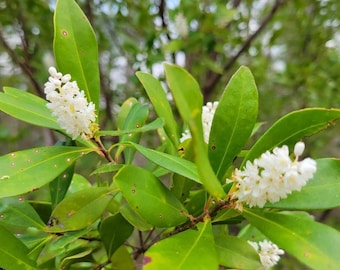 Titi au sarrasin | Cliftonia monophylle | Rares | Arbre indigène de Floride | Biologique | Floride Eco-type | Abeille | 15-100+ graines | Fermes Chill Hill