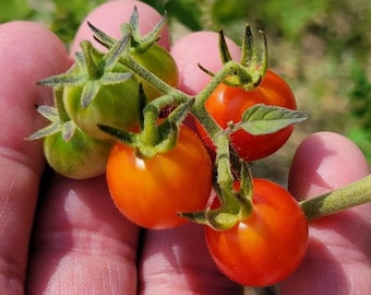 Tomate sauvage de Matt | 15-100+ graines | Solanum lycopersicum | Tomate cerise | Grande saveur | Floride cultivée | Fermes Chill Hill