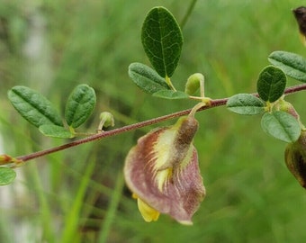 Haricot Royal | 15-100+ graines | Rhynchosia Cytisoides | Fleur indigène de Floride | Biologique | Fermes Chill Hill