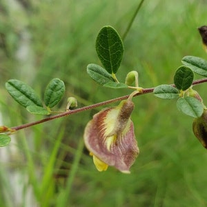 May include: A close-up of a small, delicate plant with green leaves and a single, purple and yellow flower. The flower is shaped like a small, open pouch.