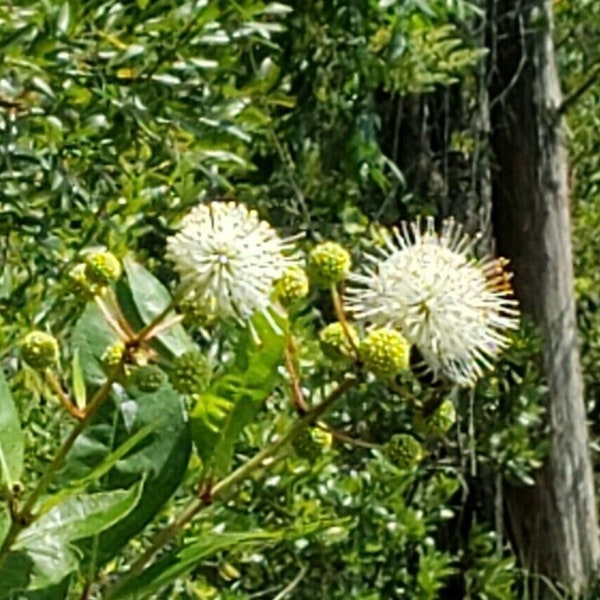 Button Bush | Cephalanthus Occidentalis | Florida Native | Flowering Bush | Butterfly | Organic | 15-100+ Seeds | Chill Hill Farms