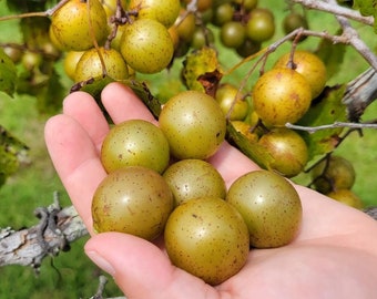Scuppernong | 5-50+ Seeds | Vitis Rotundifolia | Southern Grape | Super Sweet | Jams, Jelly & Wine | Chill Hill Farms