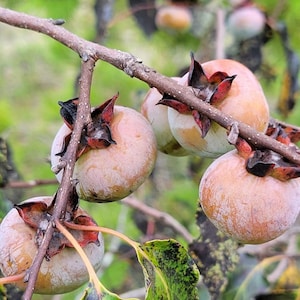 American Persimmon | 5 Seeds | Diospyros Virginiana | Florida Native Ecotype | Fruit Tree | Wildlife | Organic | Chill Hill Farms