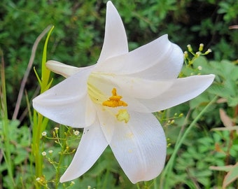 Lys des Philippines | Lilium Philippines | Fleur blanche | Floride cultivée | 15-100+ graines | Fermes Chill Hill