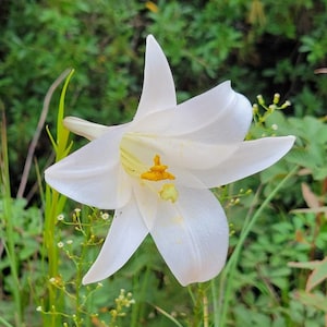Philippine Lily | 25 Seeds | Lilium Philippinese | White Flower | Florida Grown | Drought Resistant | Heat Hardy | Chill Hill Farms