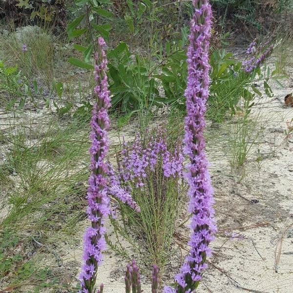 Chapman's Blazing Star | 25 Seeds | Liatris Chapmanii | Florida Native Flower | Ecotype | Gulf Fritillary Butterfly | Chill Hill Farms