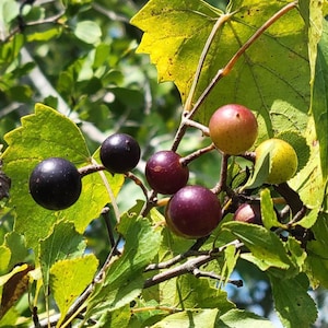 Southern Fox Grape | 25 Seeds | Vitis Rotundifolia | Florida Native | Ecotype | Grape Vine | Wildlife | Foraging | Chill Hill Farms