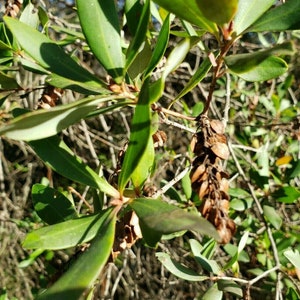 Buckwheat Titi Cliftonia Monophylla Rare Florida Native Tree Organic Florida Eco-type Bee 15-100 Seeds Chill Hill Farms image 10