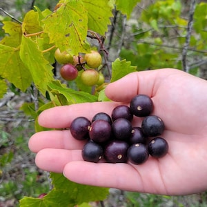 Wild Muscadine | 5 Seeds | Vitis Rotundifolia | Large Sweet Fruit | Florida Native | Jams & Jelly | Chill Hill Farms