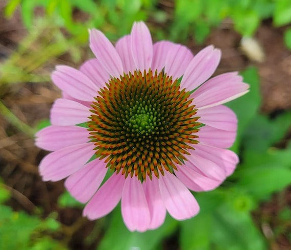 15+ Colorful Florida Plants
