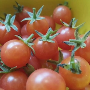 Florida Everglades | 25 Seeds | Cherry Tomato | Solanum Pimpinellifolium | Florida Grown | Organic Tomato | Chill Hill Farms