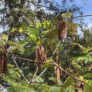 Mimosa Silk Tree 5-100 Seeds Albizia Julibrissin Pink Flowers Very Fragrant Fast Growing Florida Grown Chill Hill Farms image 7