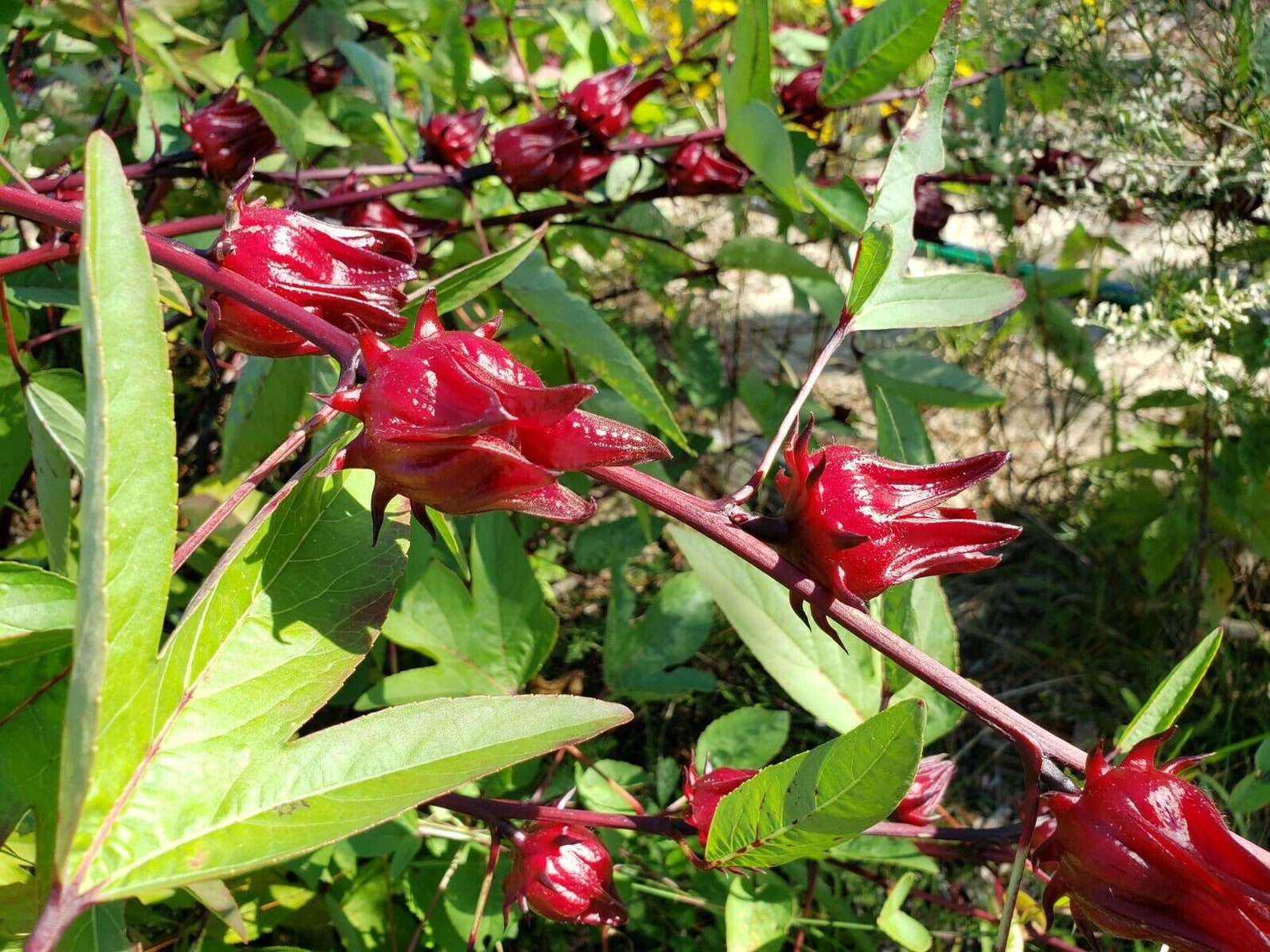 Roselle Tea Dried Calyx Hibiscus Sabdariffa Jamaican | Etsy