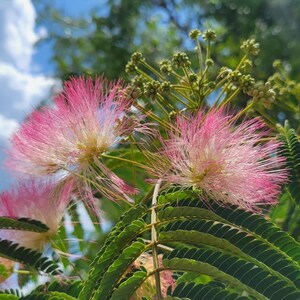 Mimosa Silk Tree 5-100 Seeds Albizia Julibrissin Pink Flowers Very Fragrant Fast Growing Florida Grown Chill Hill Farms image 3