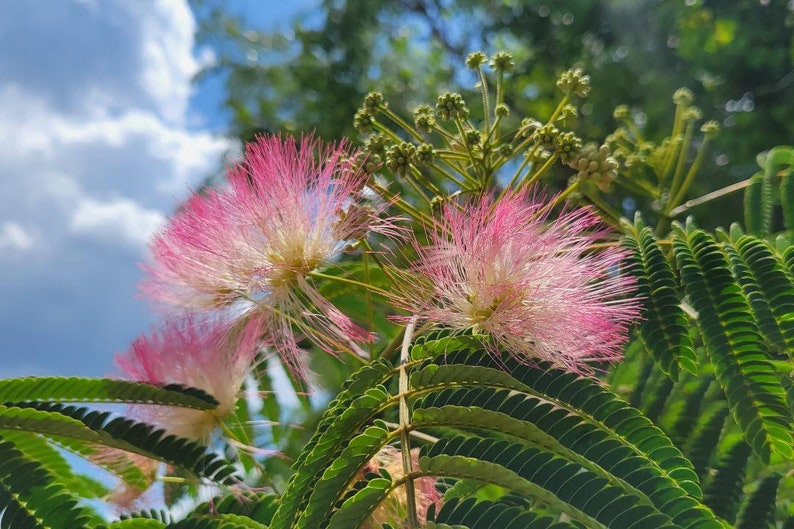Mimosa Silk Tree 5-100 Seeds Albizia Julibrissin Pink Flowers Very Fragrant Fast Growing Florida Grown Chill Hill Farms image 3