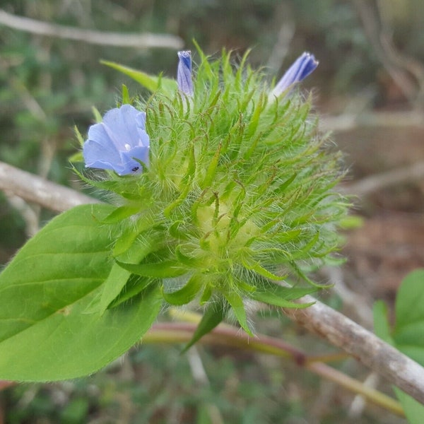 Hairy Clustervine | 15-100+ Seeds | Jacquemontia Tamnifolia | Small Morning Glory | Florida Native Vine | Chill Hill Farms