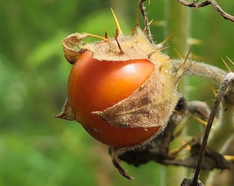 Tomate litchi | 15-100+ graines | Solanum sisymbriifolium | Vila-Vila | Jardin | Fleurs blanches uniques | Résistant aux chevreuils | Fermes Chill Hill