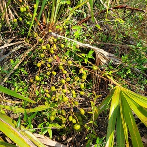 Pode incluir: Um close-up de um cacho de frutos de palmeira verdes crescendo em uma palmeira. A fruta &eacute; cercada por folhas verdes e galhos marrons.