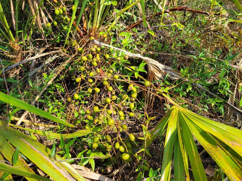 Pode incluir: Um close-up de um cacho de frutos de palmeira verdes crescendo em uma palmeira. A fruta &eacute; cercada por folhas verdes e galhos marrons.