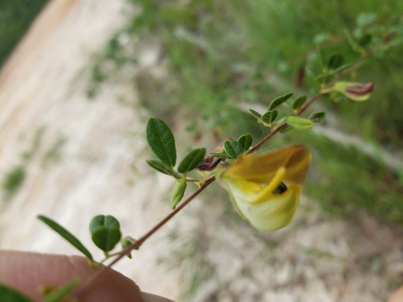 Royal Snoutbean 15-100 Seeds Rhynchosia Cytisoides Florida Native Flower Organic Chill Hill Farms image 5