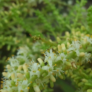 Pode incluir: Close-up de um grupo de pequenas flores brancas com centros amarelos, florescendo em um caule verde. As flores est&atilde;o dispostas em um padr&atilde;o denso e em cascata.