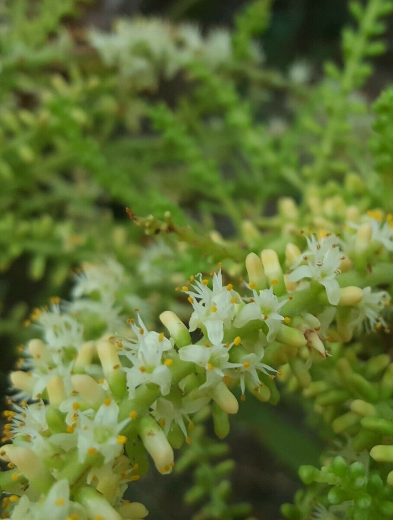 Pode incluir: Close-up de um grupo de pequenas flores brancas com centros amarelos, florescendo em um caule verde. As flores est&atilde;o dispostas em um padr&atilde;o denso e em cascata.