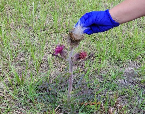 Purple & Yellow Thistle | 25 Seeds | Cirsium Horridulum | Florida Native  Flower | Gulf Coast Ecotype | Butterfly | Edible | Chill Hill Farms - Etsy  Israel
