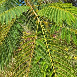 Mimosa Silk Tree 5-100 Seeds Albizia Julibrissin Pink Flowers Very Fragrant Fast Growing Florida Grown Chill Hill Farms image 4