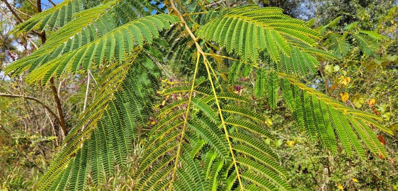 Mimosa Silk Tree 5-100 Seeds Albizia Julibrissin Pink Flowers Very Fragrant Fast Growing Florida Grown Chill Hill Farms image 4