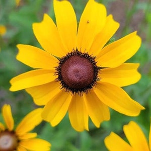 Black-eyed Susan | Rudbeckia Hirta | Florida Native Flower | Bee Butterfly Moth | Yellow | Wildlife | 25-100+ Seeds | Chill Hill Farms