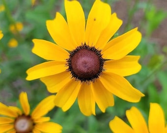 Black-eyed Susan | 25 Seeds | Rudbeckia Hirta | Florida Native Flower | Bee Butterfly Moth | Yellow | Wildlife | Chill Hill Farms