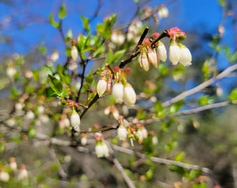 Bleuets d'Elliott | 15-100+ graines | Vaccinium elliottii | Écotype indigène de Floride | Fruits | Fleurs | Buisson | Faune sauvage | Fermes Chill Hill