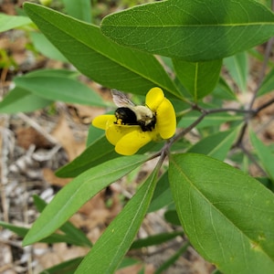 Gopherweed | 25 Seeds | Baptisia Lanceolata | Florida Native Flower | Rare | Bumble Bee & Butterfly Host Plant | Chill Hill Farms