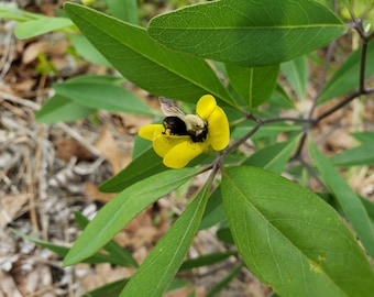Gopherweed | 5-50+ Graines | Baptisia Lanceolata | Fleur indigène de Floride | rares | Plante hôte pour bourdons et papillons | Fermes Chill Hill