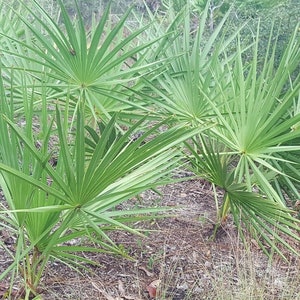 Pode incluir: Um close-up de um grupo de plantas de saw palmetto verde crescendo em um ambiente natural. As plantas t&ecirc;m folhas longas e estreitas que irradiam para fora de um ponto central.