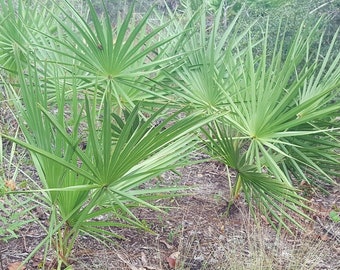 Saw Palmetto | 10 Seeds | Serenoa Repens | Florida Native | Gulf Coast Eco-type | Herbal Tincture | Wildlife Garden | Chill Hill Farms