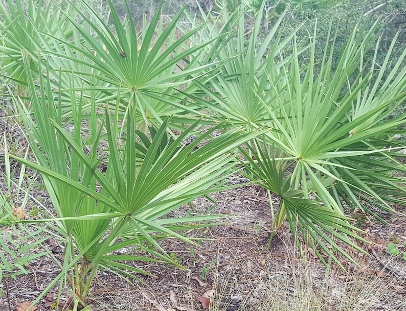 Pode incluir: Um close-up de um grupo de plantas de saw palmetto verde crescendo em um ambiente natural. As plantas t&ecirc;m folhas longas e estreitas que irradiam para fora de um ponto central.