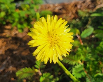 Chicorée du désert de Caroline | Pyrrhopappus carolinianus | Fleurs indigènes de Floride | 15-100+ graines