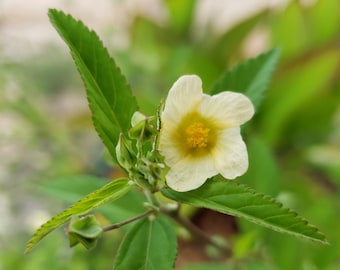 Fanpetal | 25 Seeds | Wireweed | Sida Ulmifolia | Florida Native Flower | Ecotype | Organic | Bee, Butterfly, Hummingbird | Chill Hill Farms