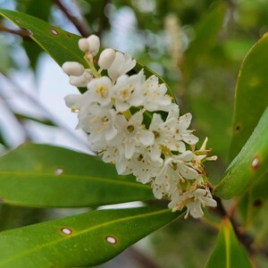 Buckwheat Titi Cliftonia Monophylla Rare Florida Native Tree Organic Florida Eco-type Bee 15-100 Seeds Chill Hill Farms image 2