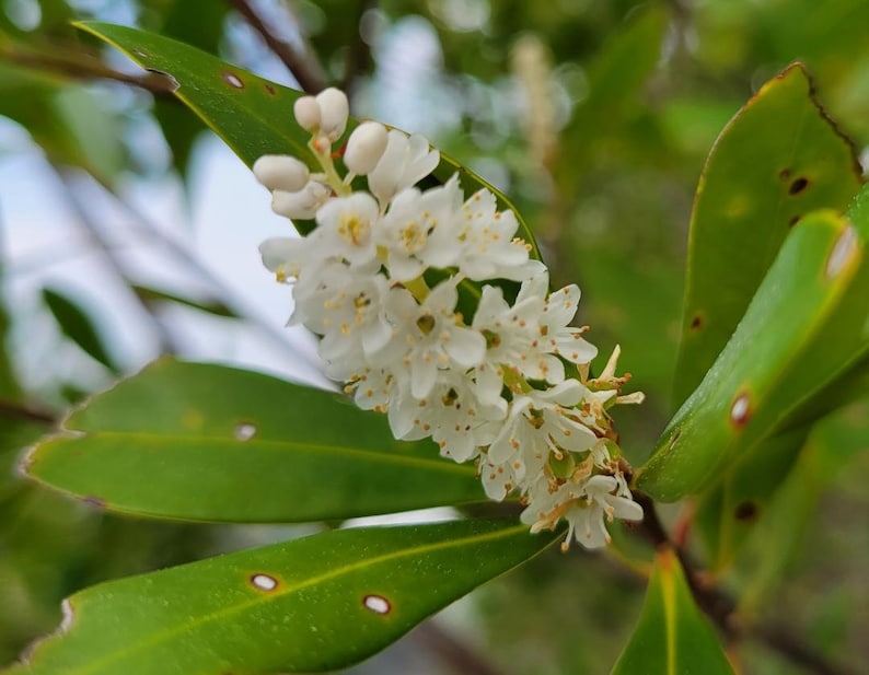 Titi de trigo sarraceno / Cliftonia Monophylla / Raro / Árbol nativo de Florida / Orgánico / Ecotipo de Florida / Abeja / 15-100 Semillas / Chill Hill Farms imagen 2