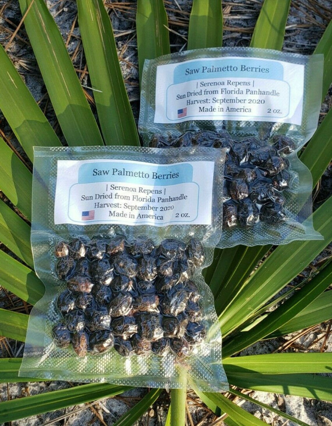 Saw Palmetto Berries Serenoa Repens Sun Dried Whole 2 Etsy