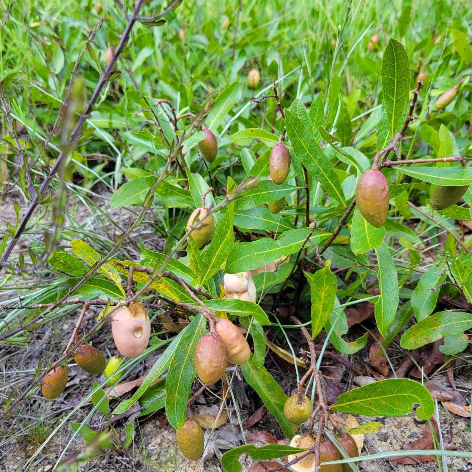 Gopher Apple 3-10 Seeds Licania Michauxii Florida Native - Etsy