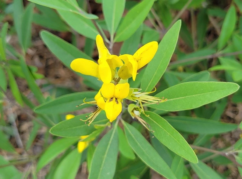 Gopherweed | 25 Seeds | Baptisia Lanceolata | Florida Native Flower ...