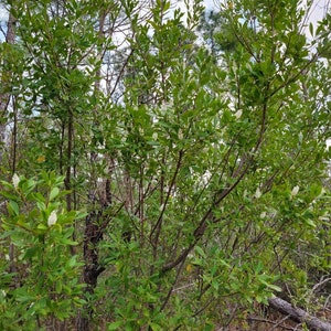 Buckwheat Titi Cliftonia Monophylla Rare Florida Native Tree Organic Florida Eco-type Bee 15-100 Seeds Chill Hill Farms image 7