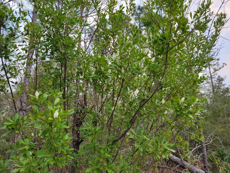 Titi de trigo sarraceno / Cliftonia Monophylla / Raro / Árbol nativo de Florida / Orgánico / Ecotipo de Florida / Abeja / 15-100 Semillas / Chill Hill Farms imagen 7