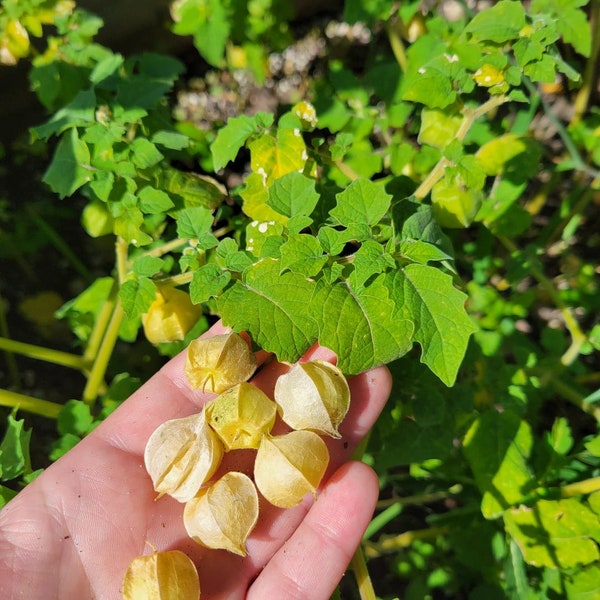 Pineapple Ground Cherry | 15-100+ Seeds | Cape Gooseberry | Physalis Pruinosa | Edible Fruit | Organic | Chill Hill Farms