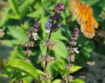 Basilic thaï | Ocimum thyrsiflora | Réglisse | Floride cultivée | Biologique | Jardin d'abeilles et de papillons | 15-100+ graines | Fermes Chill Hill